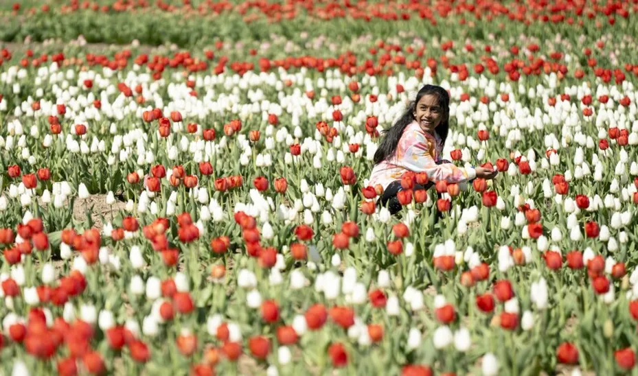 Netherlands tulip fields blooming